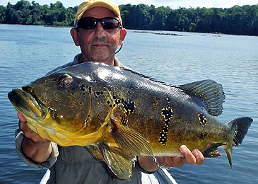 Record photograph for Cichla thyrorus